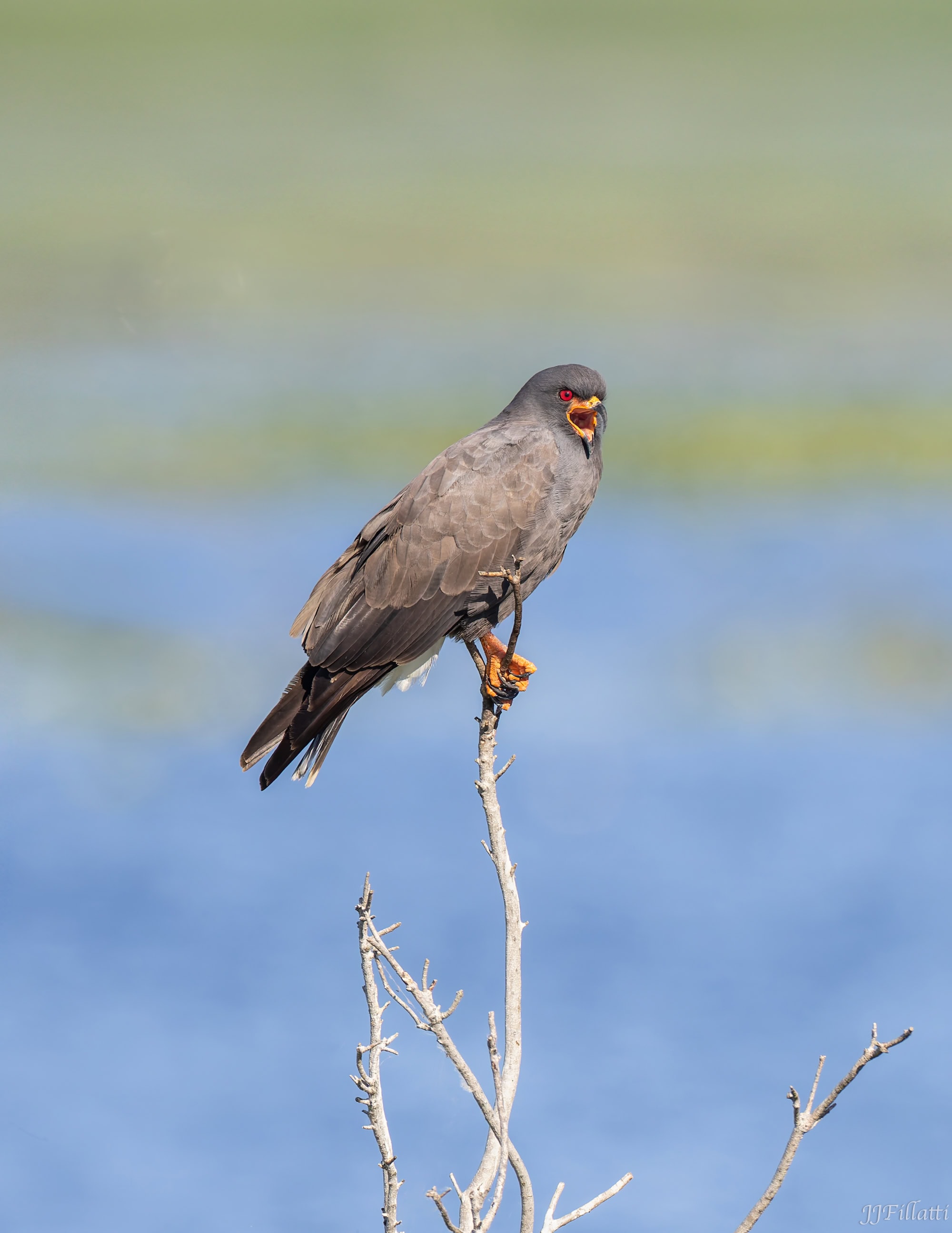 bird of florida image 3